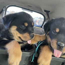 Rottweiler Puppies from Kayara Haus Rottweilers