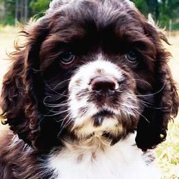 Cocker Spaniel Puppies from Chocolate Cocker Spaniels