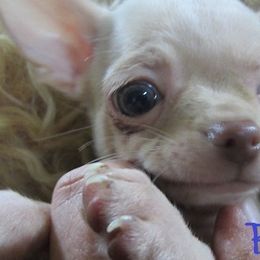 Chihuahuas from Deer Run Farm Puppies