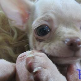 Chihuahuas from Deer Run Farm Puppies