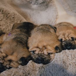 Bloodhound puppies from K Creek Farms