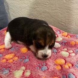 Sparkle - Black tan and white female Beagle puppy in Suffolk, Virginia from Lil Kountry Pocket Beagles