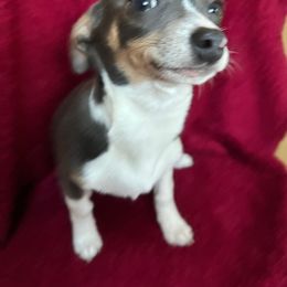 Masha - Chihuahua puppy from Chihuahua Mama