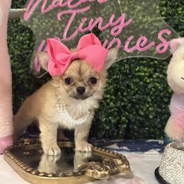 Lola 5500 - Red and white female Chihuahua puppy in Miami, Florida from Natalias Tiny Chihuahuas