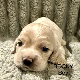 Rocky - Cream male Cocker Spaniel puppy in Sumter, South Carolina from Cocker Eclipse In Home Kennel