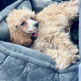 Assorted Doodle Crosses and Poodle Puppies from Denim and Diamond Doodles