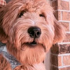 Peaches - Apricot female Goldendoodle puppy in The Woodlands, Texas from Hula & Oliver Co.