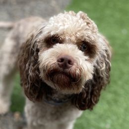 Kai - Cockapoo