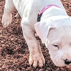 Boy 2 - Dogo Argentino puppy in Pueblo, Colorado from Palace Guard Dogos