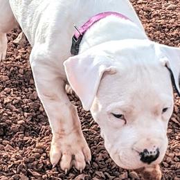 Boy 2 - Dogo Argentino puppy in Pueblo, Colorado from Palace Guard Dogos