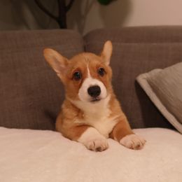 Girl 5 - Red female Pembroke Welsh Corgi puppy in Chula Vista, California from Adrian's Pembroke Welsh Corgis