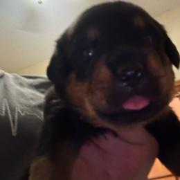 Green girl - Black and mahogany female Rottweiler puppy in Colorado Springs, Colorado from Von Locher Rotties