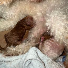 Red - Red  male Poodle puppy in Salem, Oregon from Oregon Poodle Oodle Doodles