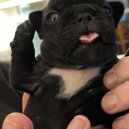 French Bulldog Puppies from JoJo French Bulldogs