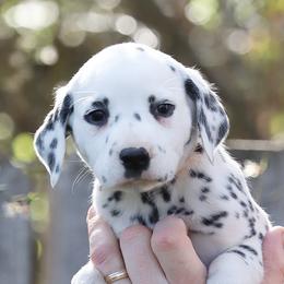 Girl 1 - Dalmatian puppy in Cottage Grove, Oregon from Hidden Hills Dalmatians