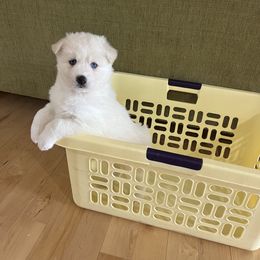 Pomsky Puppies from Granite State Pomskies