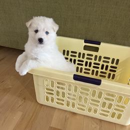 Pomsky Puppies from Granite State Pomskies
