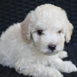 Turner (AKC) - White male Poodle puppy in Rainbow City, Alabama from Misioh Poodles