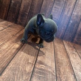 Bella - Tricolors female French Bulldog puppy in Plainfield, New Jersey from Drea's French Bulldogs