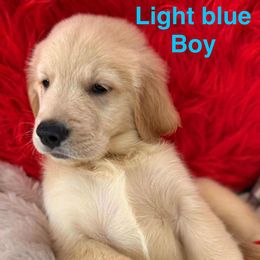 Golden Retriever Puppies from American True Golden retriever