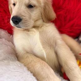 Golden Retriever Puppies from American True Golden retriever