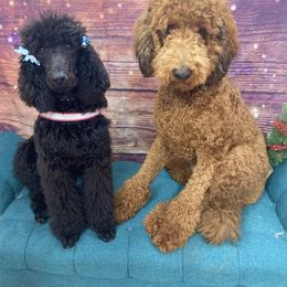 Poodle All Grown Up from TGT Fancy Pants Poodles