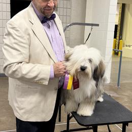 Affenpinscher, Barbet, and Tibetan Terrier Puppies from Gemms Affenpinschers, Barbets and Tibetan Terriers