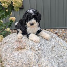 Girl 2 - female Bernedoodle puppy in Beach City, Ohio from Blue Cloud Doodles