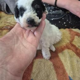 Spot - Black & white male Maltipoo puppy in Everett, Washington from Meadows Ranch