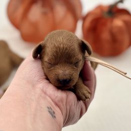 Buttercup - Red  female Poodle puppy in Munster, Indiana from Miranda’s Sunshine Poodles and Doodles