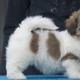 Havanese Puppies from Justamere Havanese