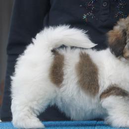 Havanese Puppies from Justamere Havanese