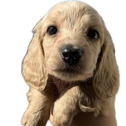 4,000 Male Cream Longhair - Cream male Dachshund puppy in El Paso, Texas from InnerVision K9 & Dachs