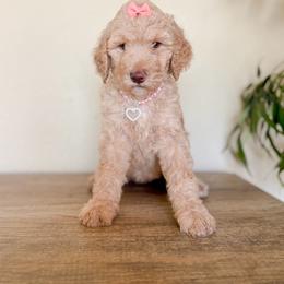 Grace - Apricot female Goldendoodle puppy in Waterford, California from Alvdoodles