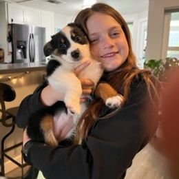 Miniature Australian Shepherd Puppies from Amberwood DD Aussies
