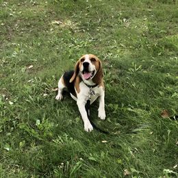 Nicholas - Beagle