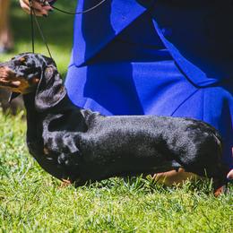 Lolly - Dachshund