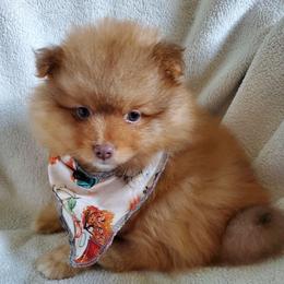 Oliver - Orange male Pomeranian puppy in Bellevue, Iowa from Fluffy Wonders Poms and Doodles