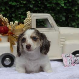 Hazel - Dapple female Dachshund puppy in Woodbine, Georgia from Bowdachs Miniatures