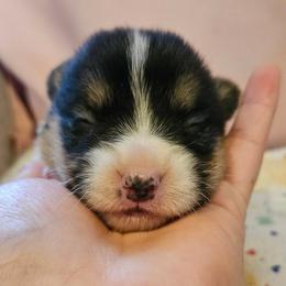 Girl 1 - Black and tan female Pembroke Welsh Corgi puppy in Lilburn, Georgia from Wildflowercorgis