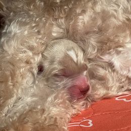 Goldendoodle Puppies from Loving Hearts Goldendoodles