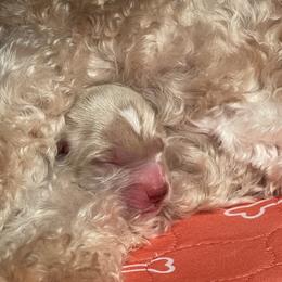 Goldendoodle Puppies from Loving Hearts Goldendoodles