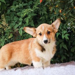 Yellow collar - Red female Pembroke Welsh Corgi puppy in Caliente, California from Rafter Cross 7