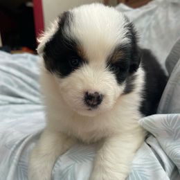 Sage - Black tri-color female Australian Shepherd puppy in Martha’s Vineyard, Massachusetts from Cranberry Hill Aussies