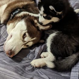 Siberian Husky Puppies from 3 Rivers Siberians(Richard's)