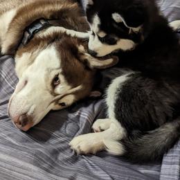 Siberian Husky Puppies from 3 Rivers Siberians(Richard's)
