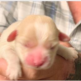 Myrtle - Cream female Lhasa Apso puppy in Fort Worth, Texas from Cynthia's Lhasa Apsos