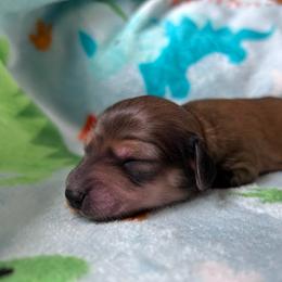 Nutmeg - Wild  boar and tan female Dachshund puppy in Spring Creek, Nevada from Hobby Horse Mini Doxies