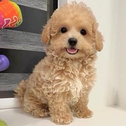 Toby Bear - Apricot male Maltipoo puppy in Spring, Texas from GlamPaw Maltipoos