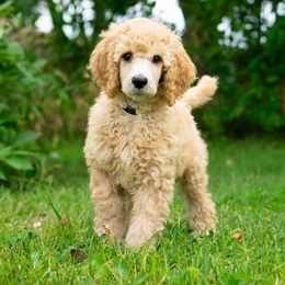Poodle Puppies from Pawsable Prospects